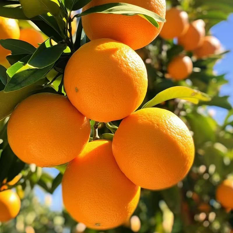 【脐橙】整箱发货赣南脐橙带箱9斤以上