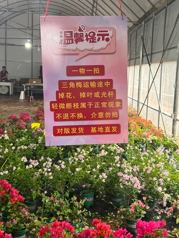 三角梅一物一拍运输途中掉花掉叶轻微折枝光杆不三角梅花卉