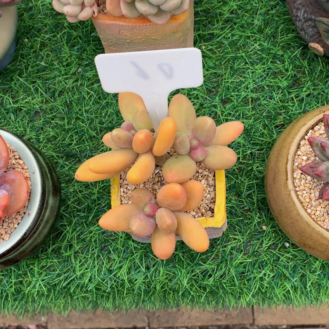 @***y糖果美人读头植物2663737