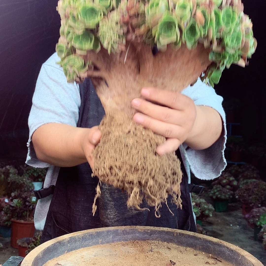 柒哥多肉法师不包侧断枝66