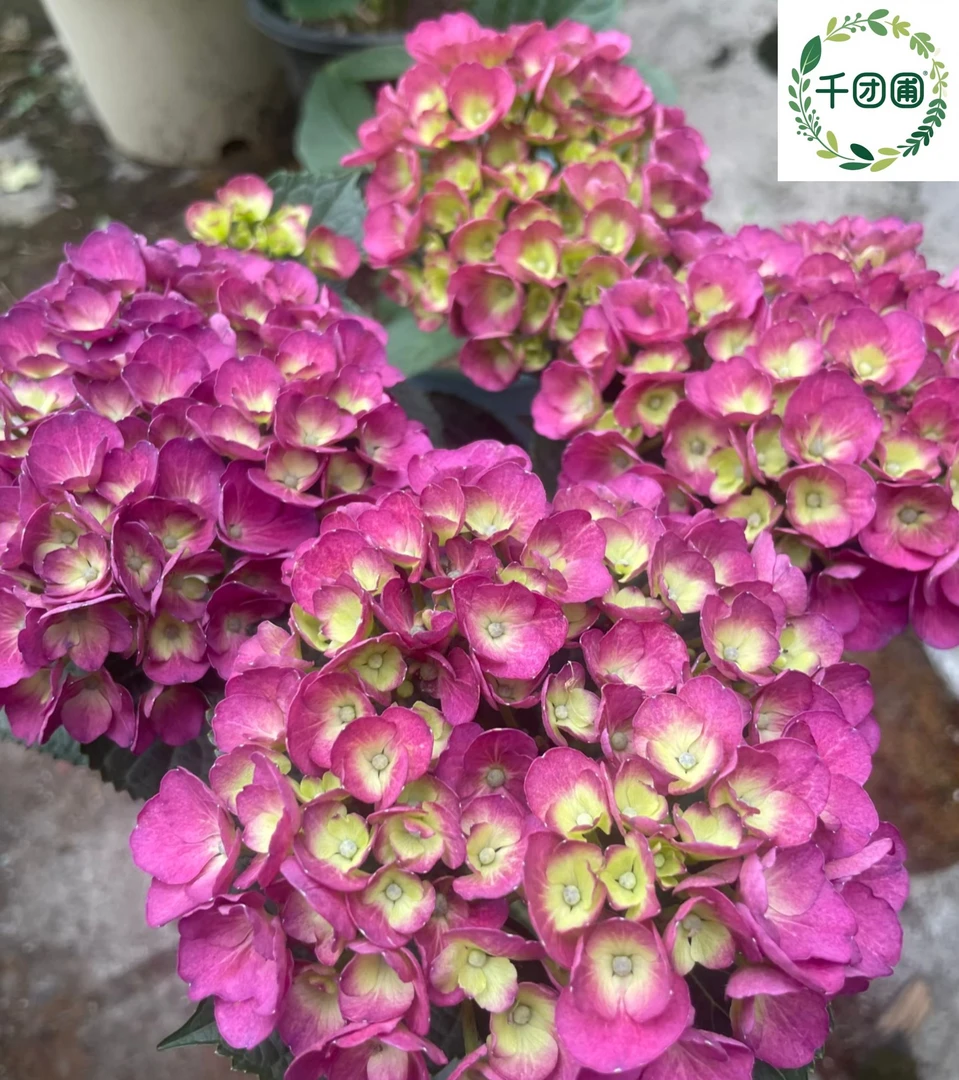 【黑夜女王】二加仑绣球花苗阳台盆栽庭院花卉植物