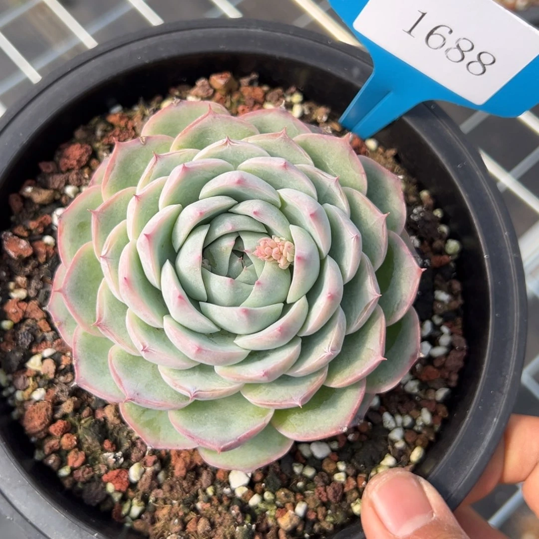 郭**°1688多肉多多多多多