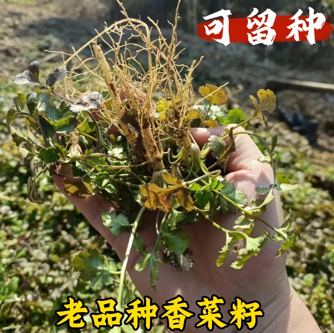 70年代老品种小叶香菜籽  可循环留种30克 四川小香菜种子