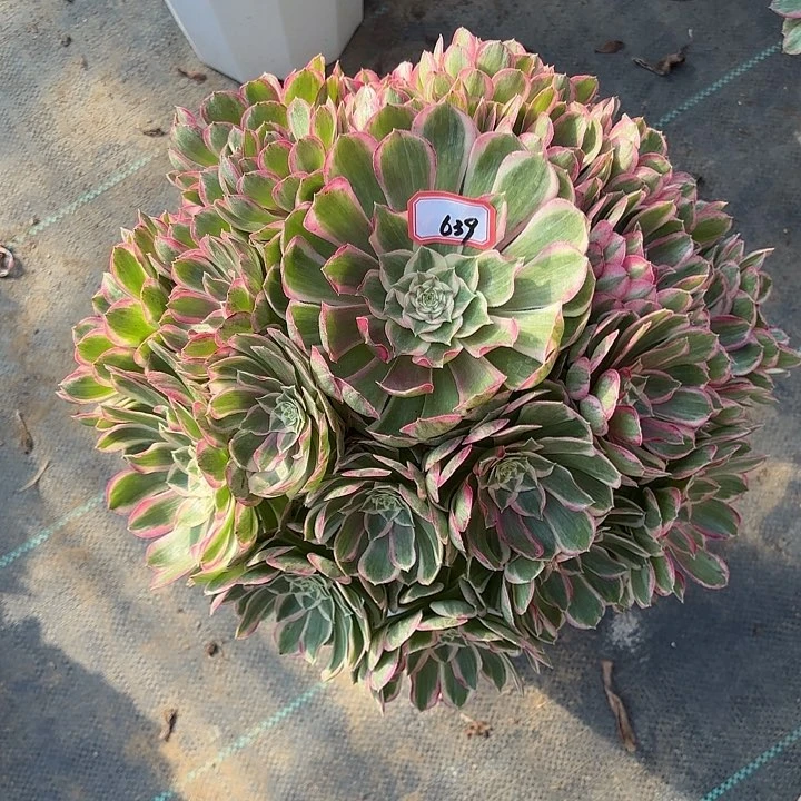 全部花朵桓****?639孔雀翎多肉植物