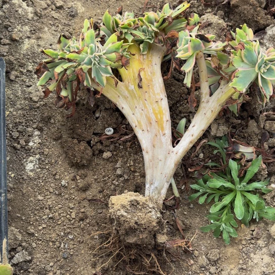 449多肉植物捧花的@