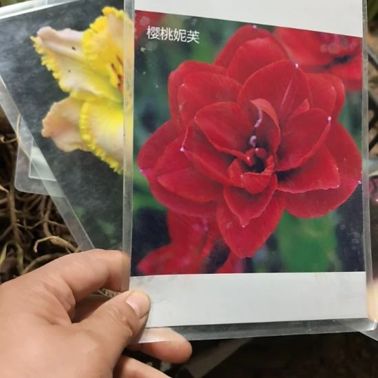 当前无花栽培后可以开花樱桃妮芙5厘米裸根球