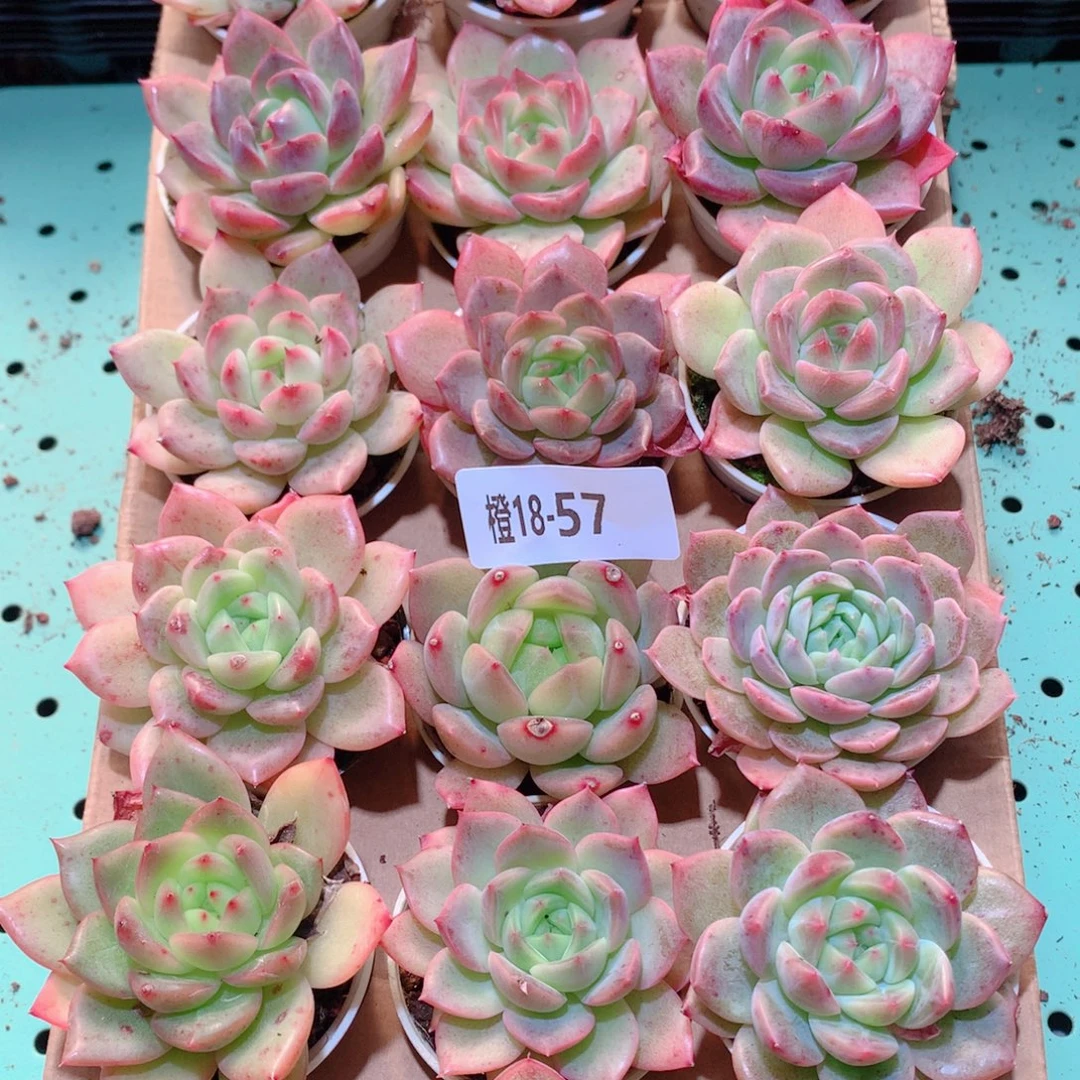 18-57一物一拍多肉带盆18颗