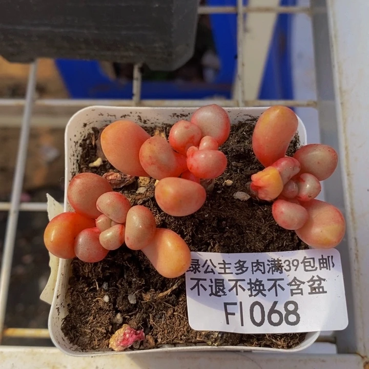 先锋派1068多肉植物