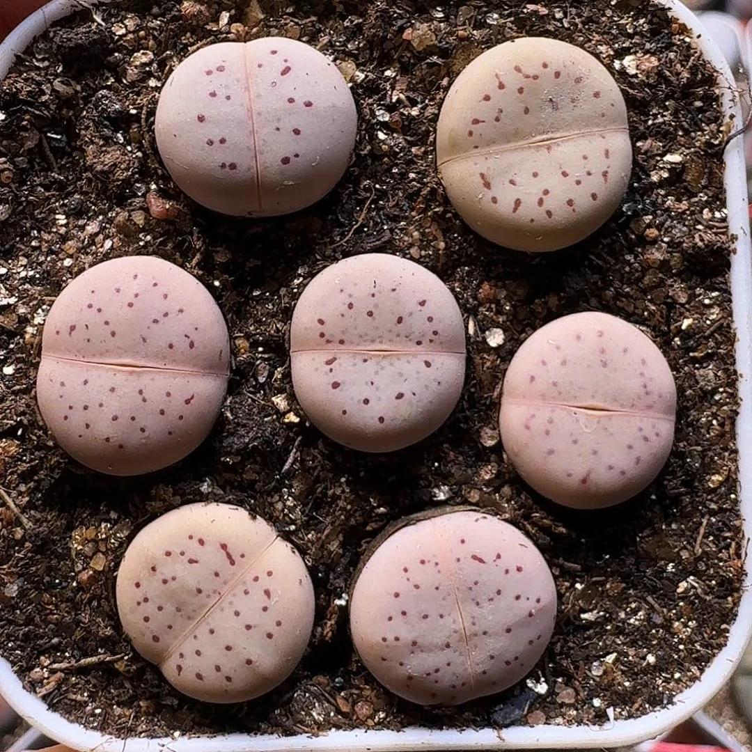 生石花111111。   1公分2。   213