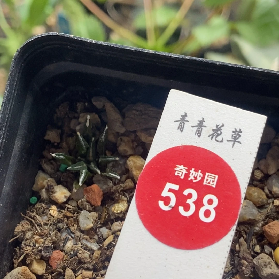 实生四年半姬牡丹一颗
