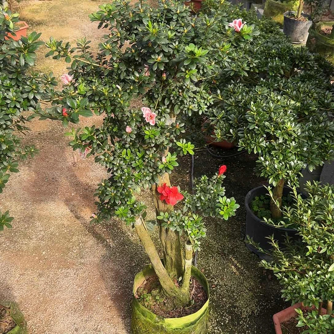 天***赋无花朵杜鹃盆景百合