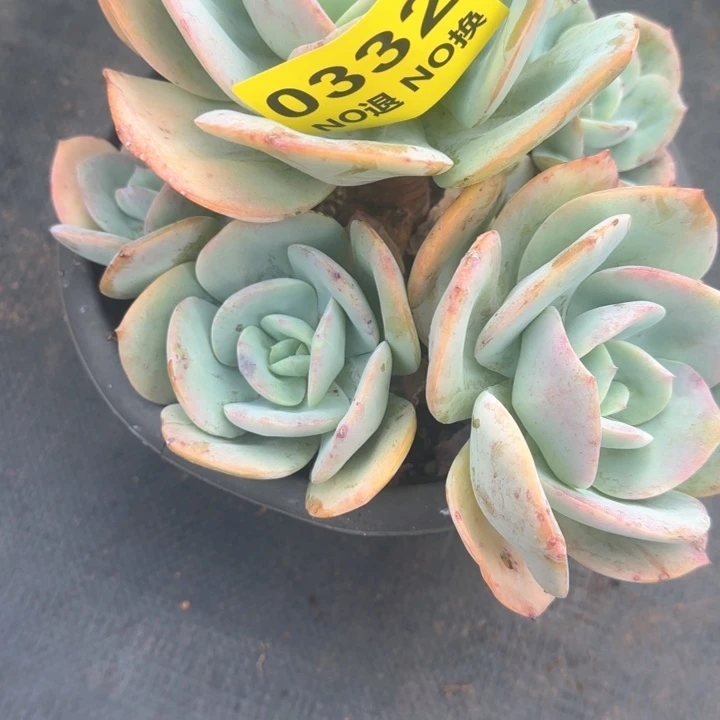 0332无砍老庄白凤群