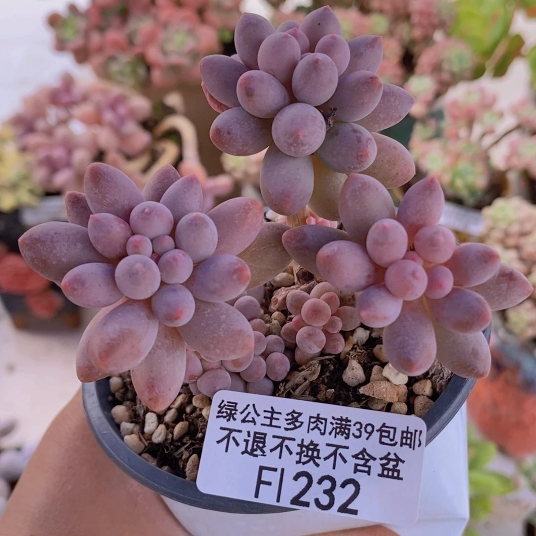 婴儿手指6m232多肉植物