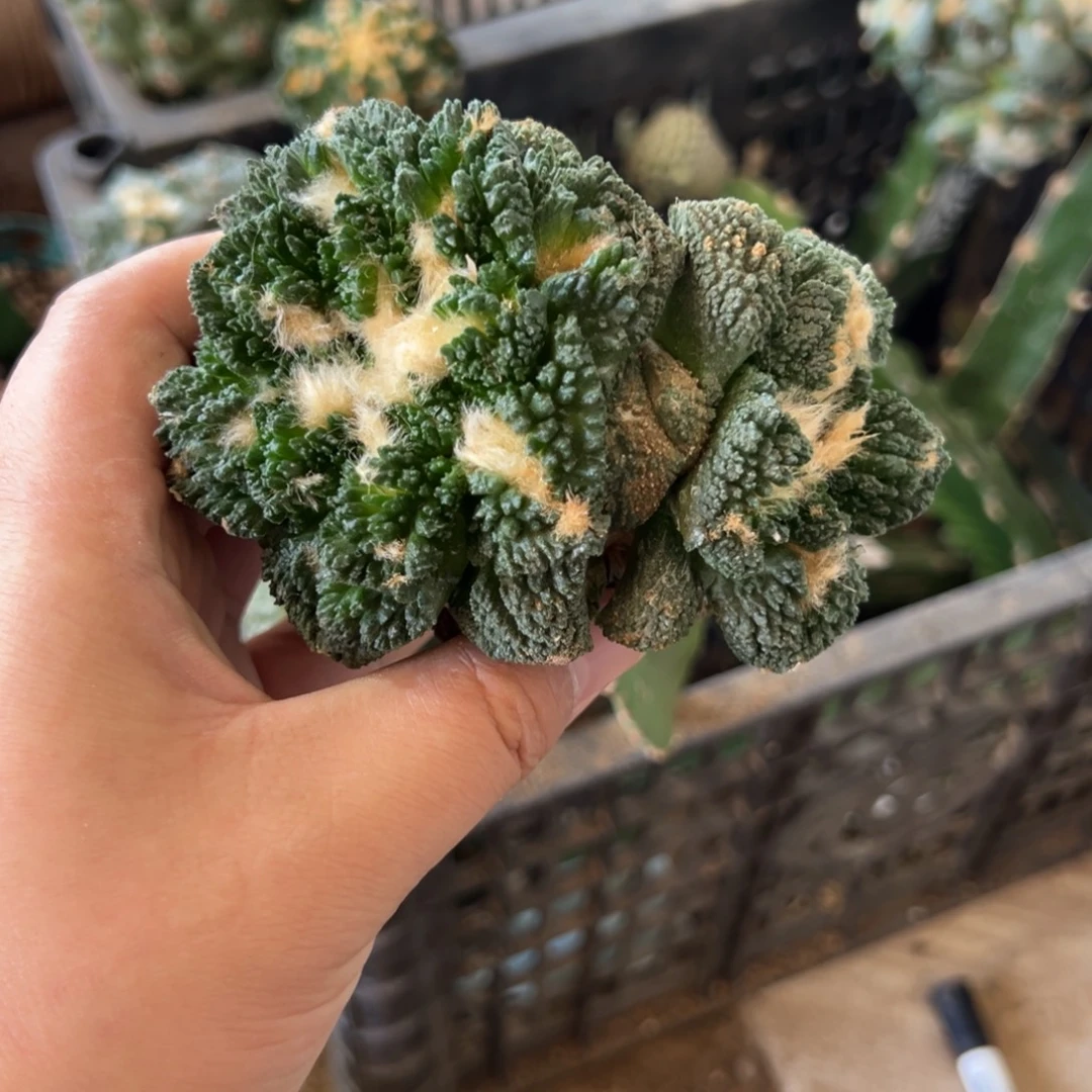 双头哥斯拉牡丹仙人球3710