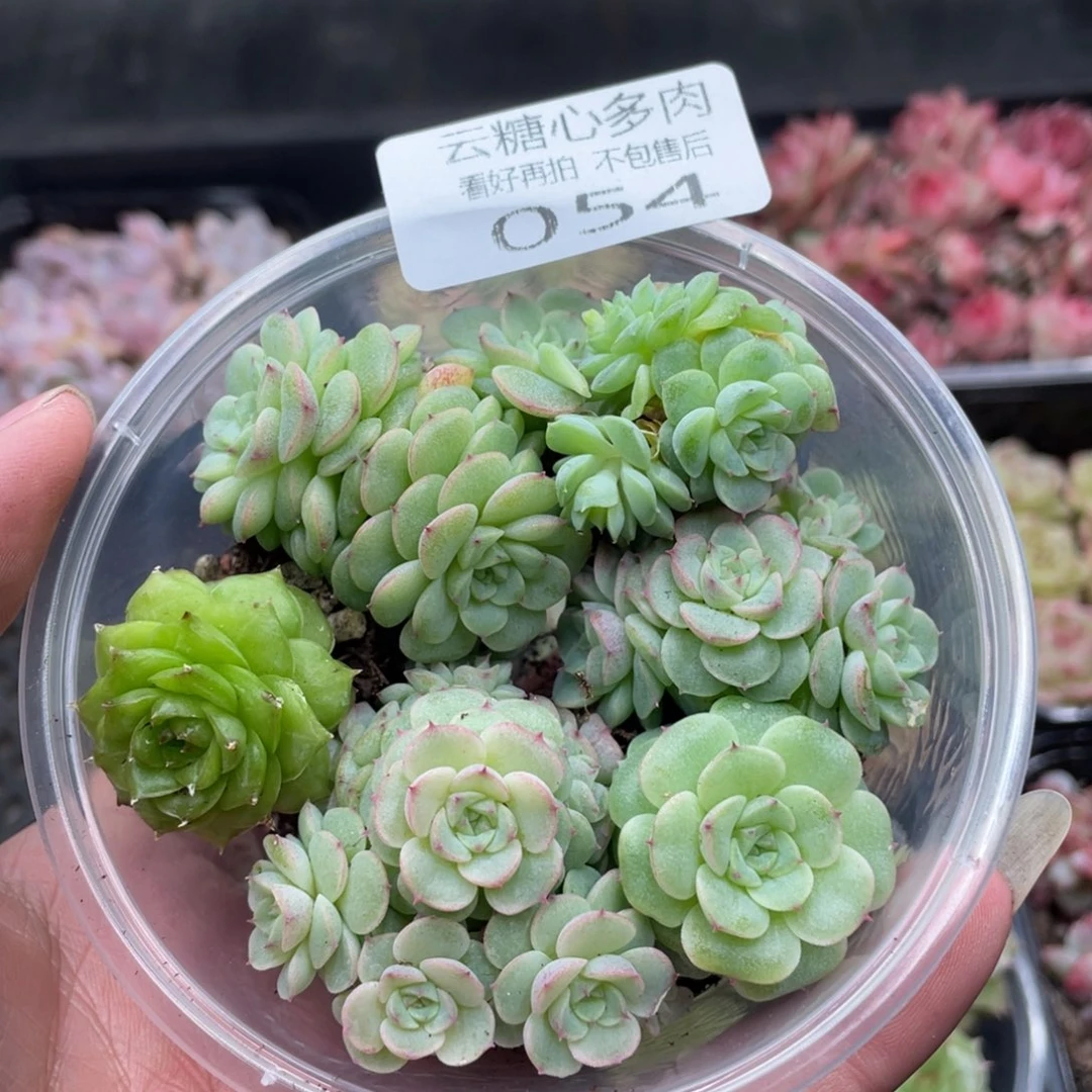 云糖心多肉植物54