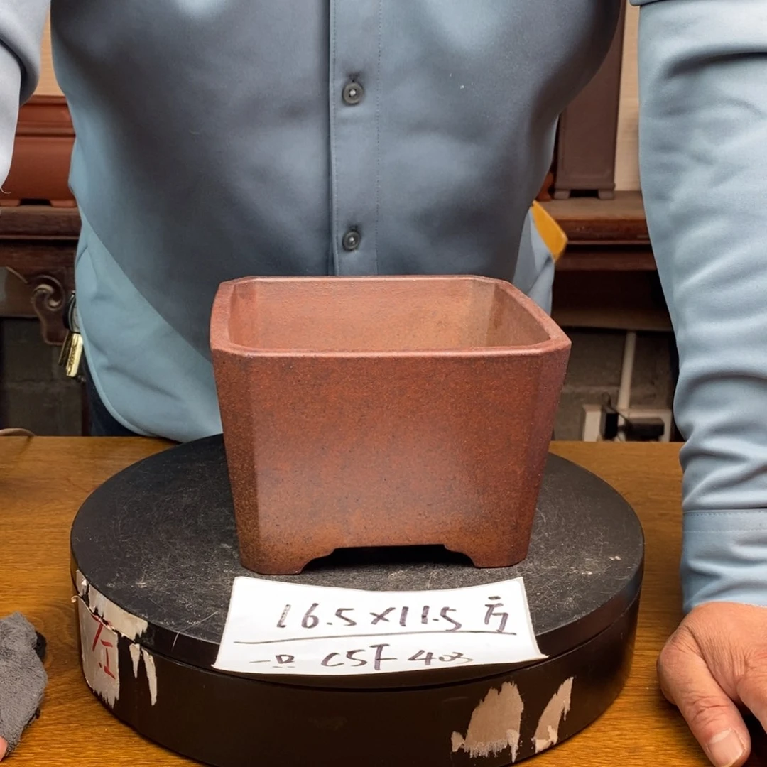 红陶货号一只CSF403