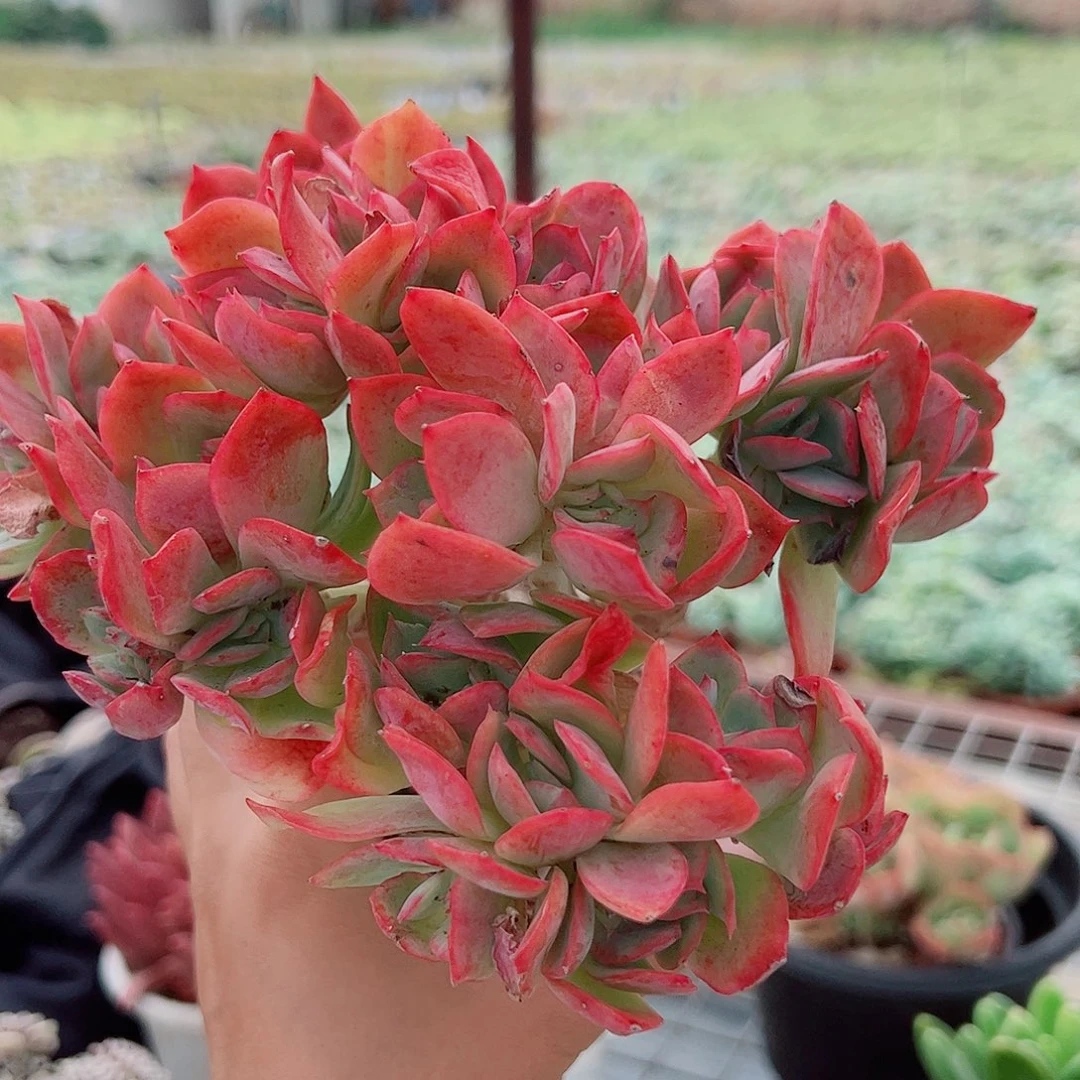 绮罗仙子朵朵缀精品