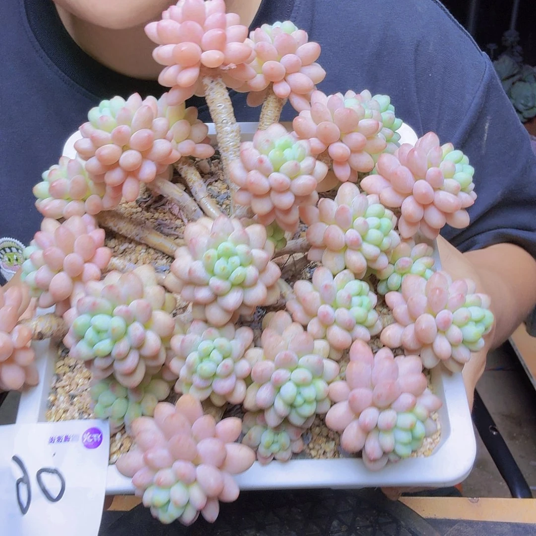 鱼子酱洛可可一物一拍，所见即所得