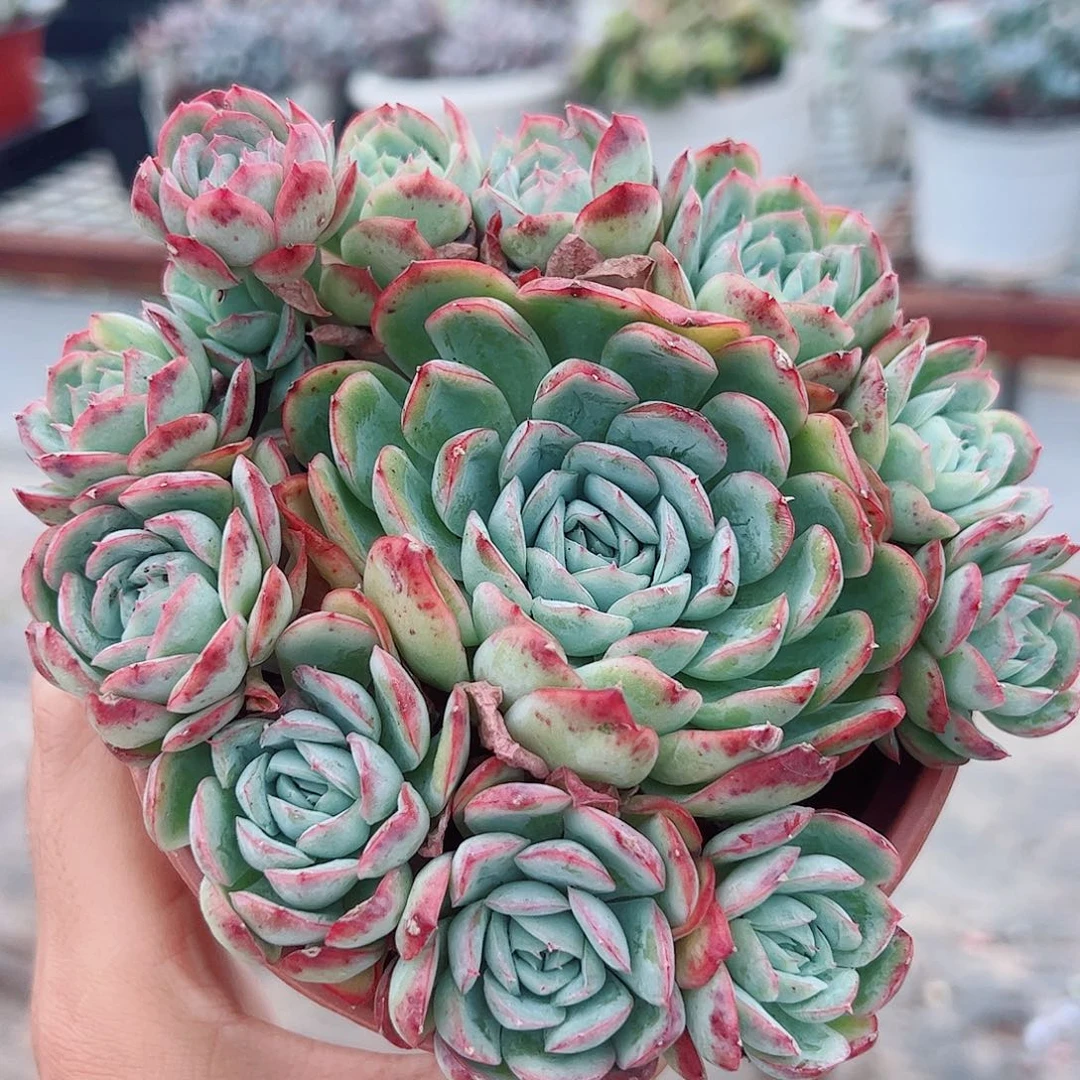 草莓熊多头造型手捧
