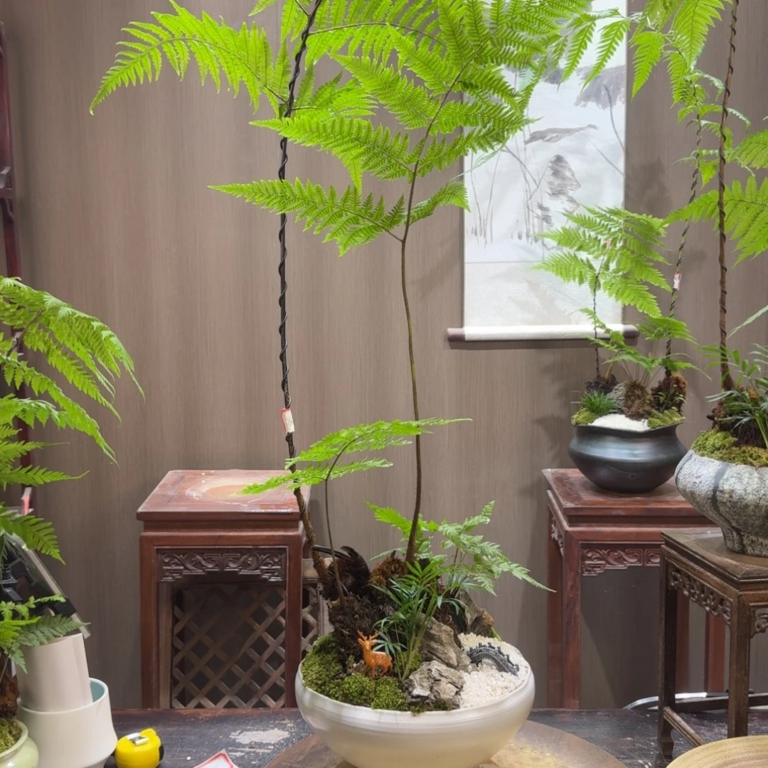 短***姐无花朵蕨类植物门类