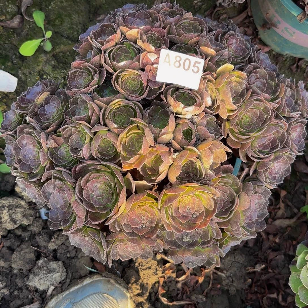 黑魔8-28-805偏远不包邮