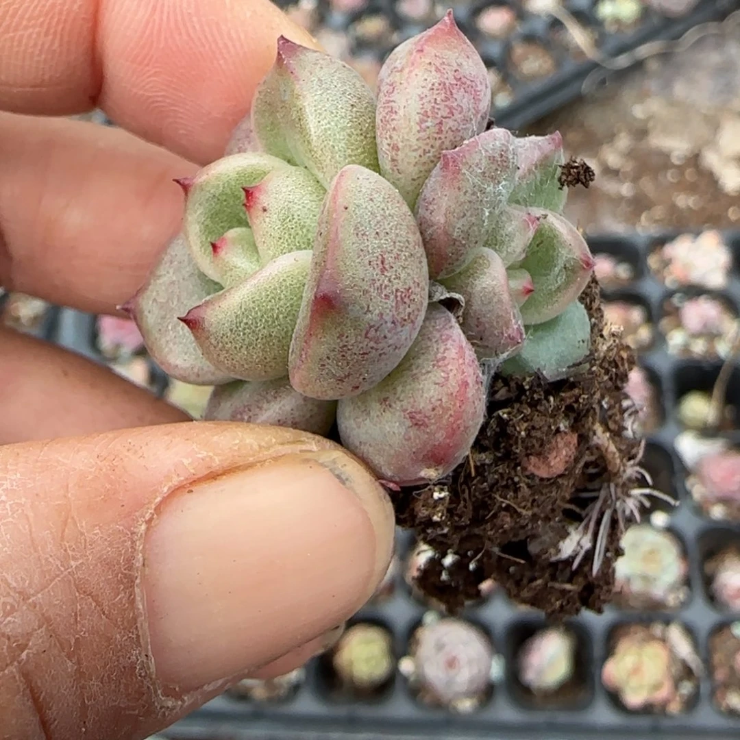 小卡拉米糖心一物一拍