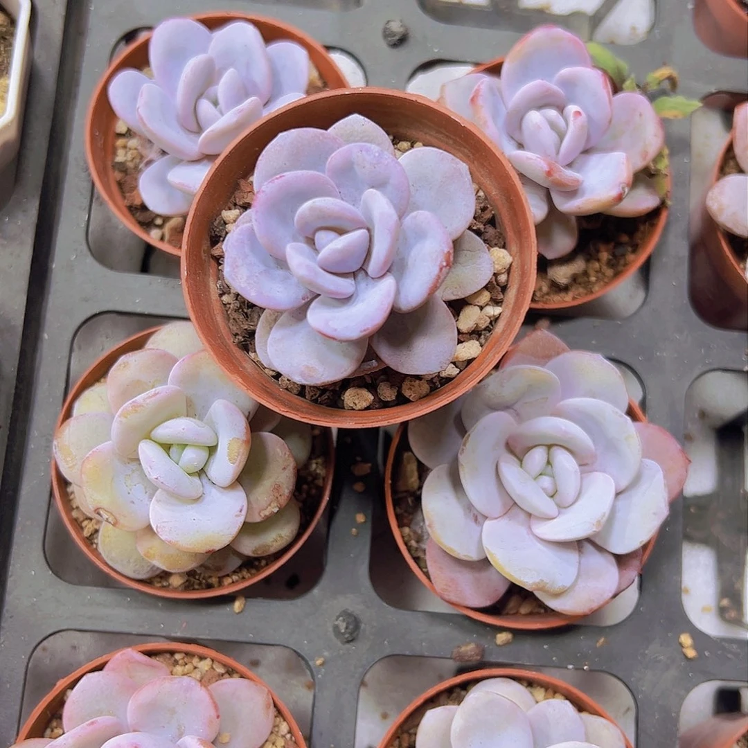 雪茶多肉植物19包邮