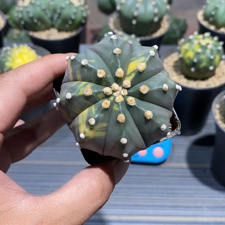 ？***星兜锦实生脱土发货