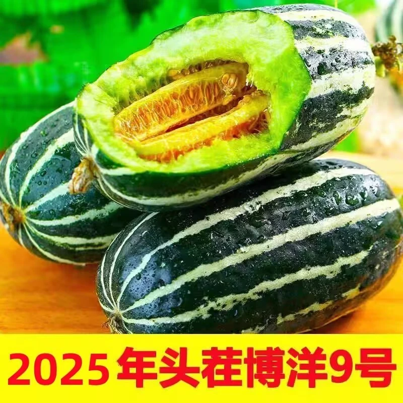 博洋9号甜瓜头茬脆甜多汁现货正宗薄皮当季新鲜蜜瓜现摘整箱