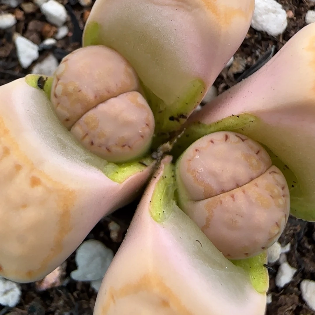 2.11。215饼干。5016