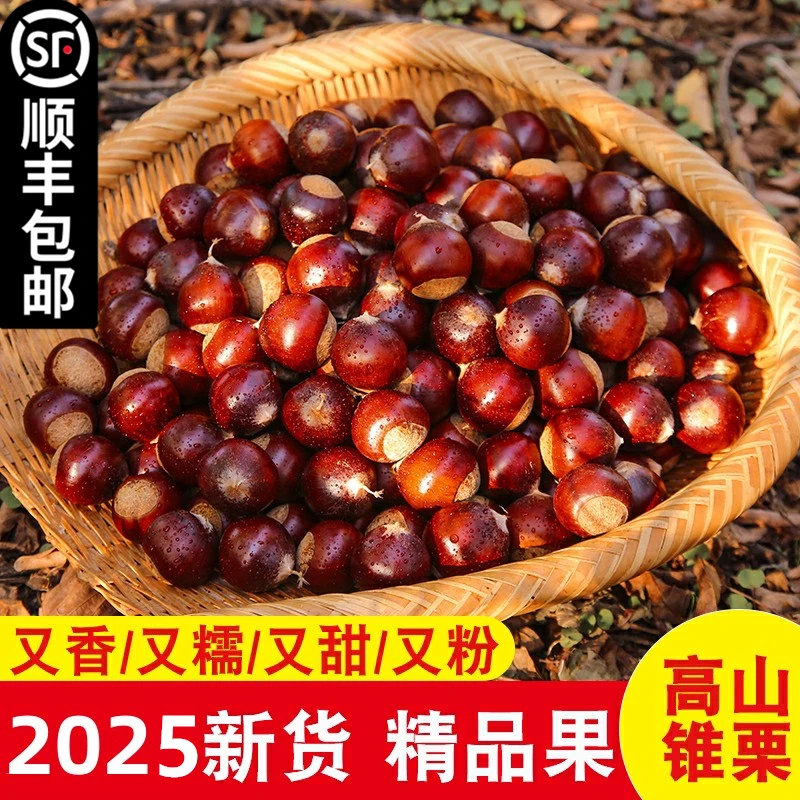 2025年农家现摘高山建瓯新鲜锥栗生板栗毛栗油栗圆栗子1/2/3/5斤