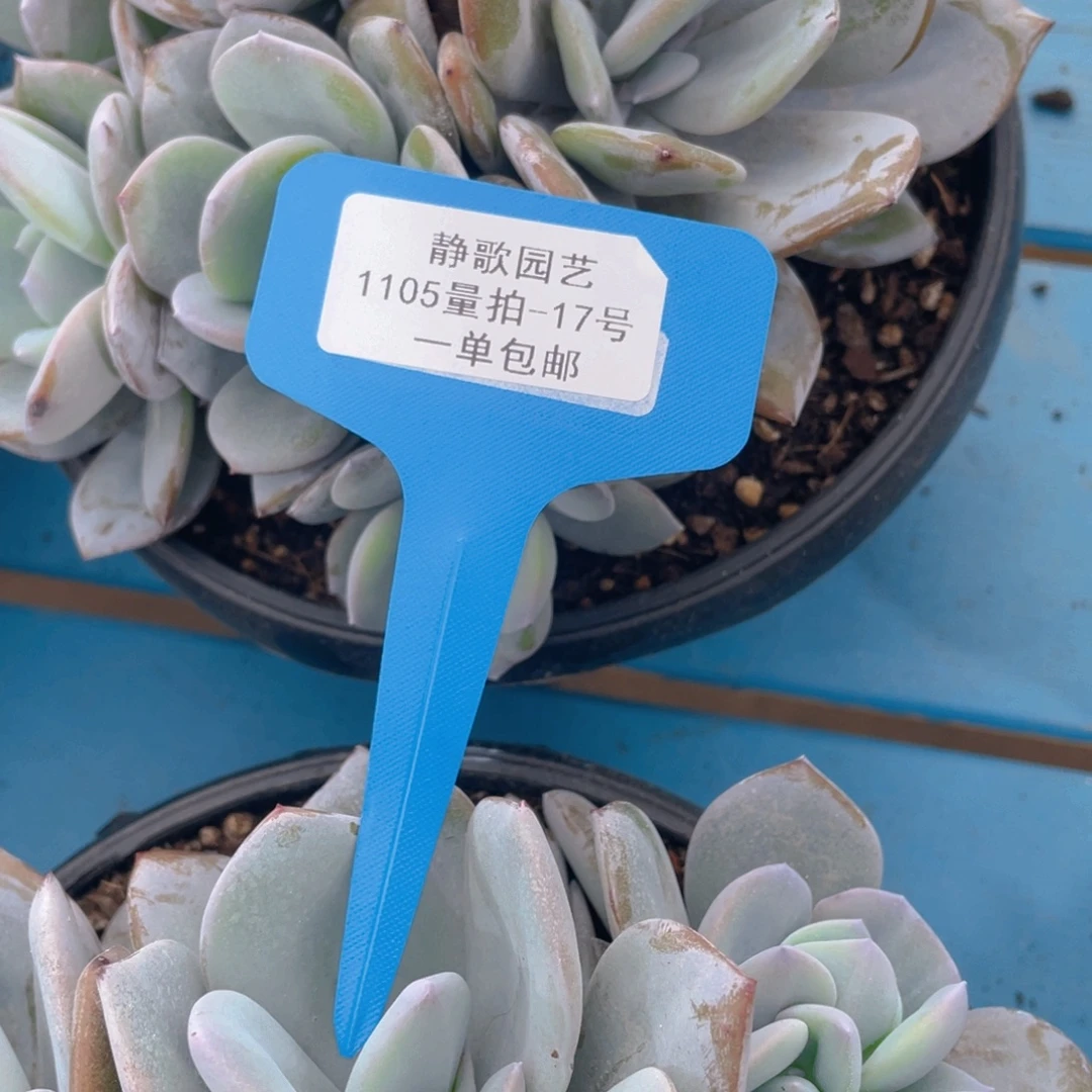 1105-17-韩版奶茶群生多头一颗
