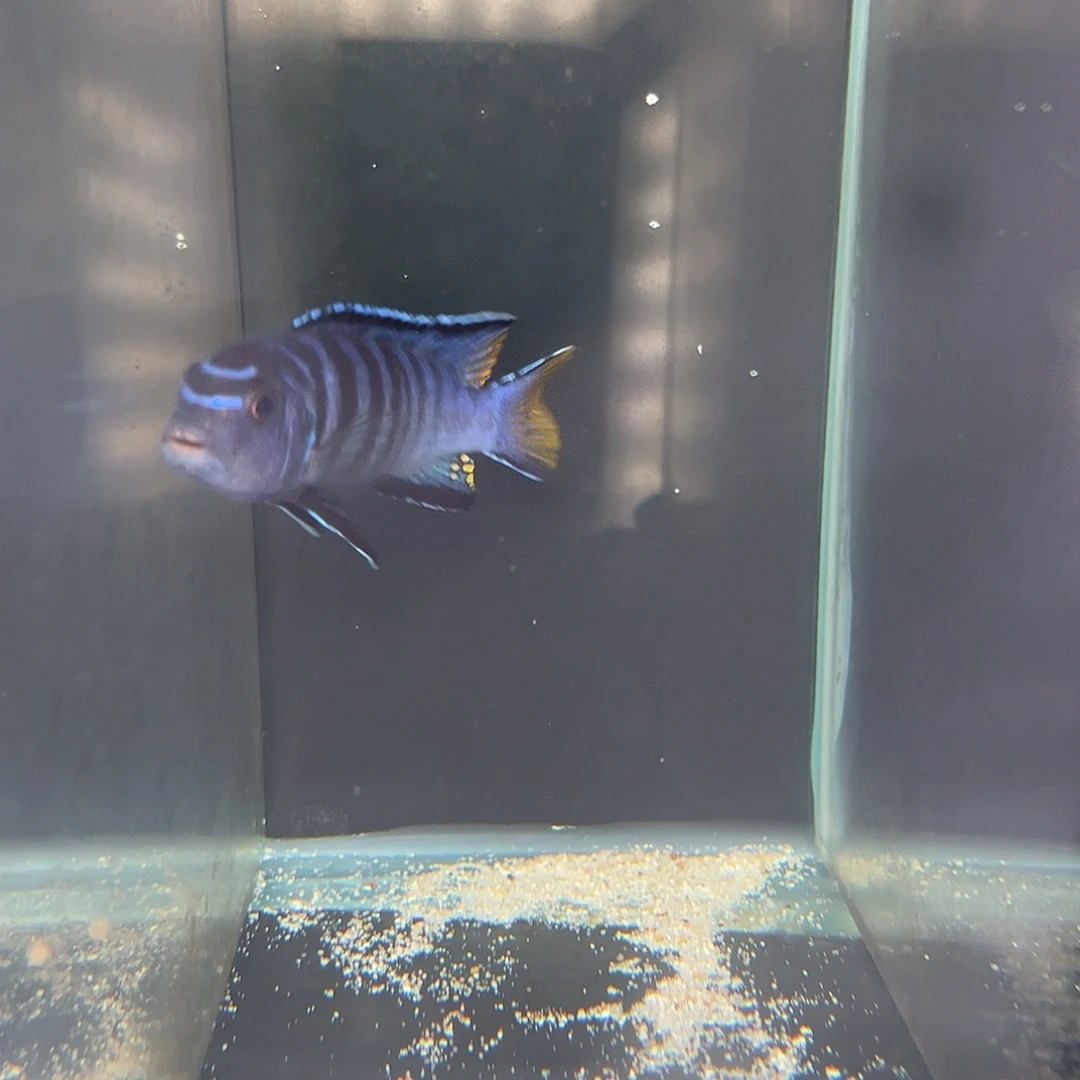 y***0海水乱纹姆潘加23右侧