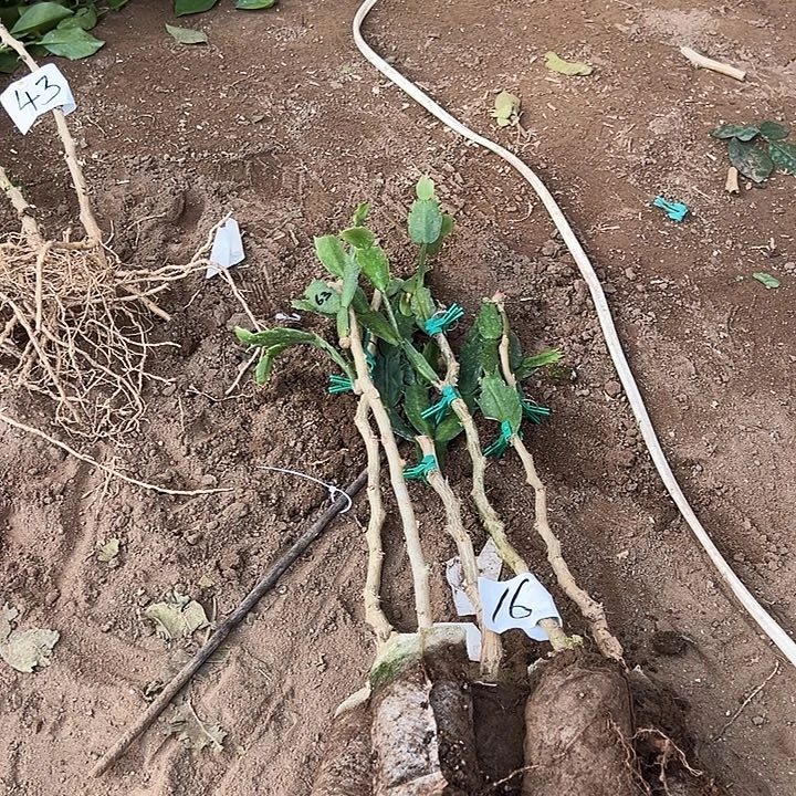 永***恒五颗嫁接一层编号16