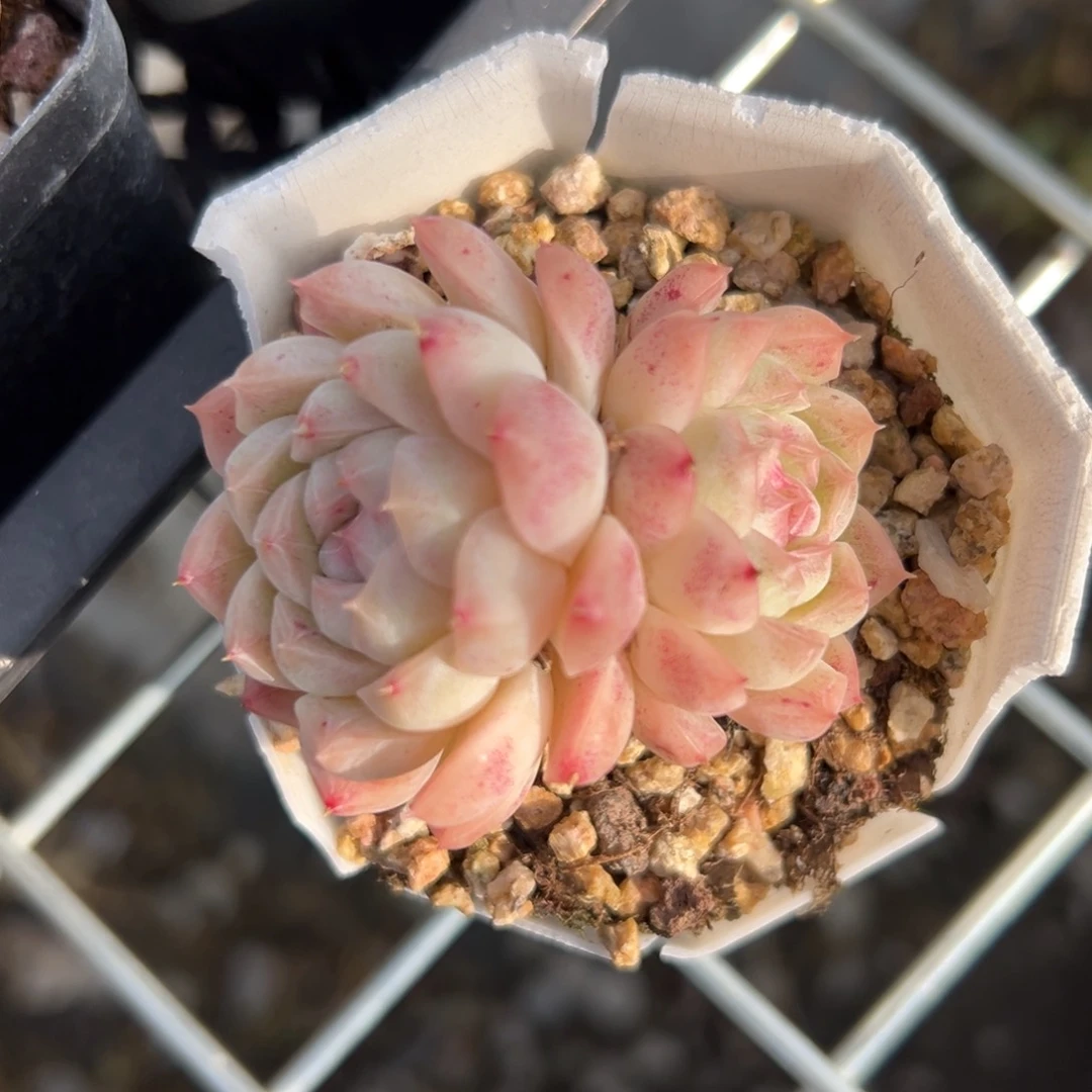 麦秆精控多肉一物一拍