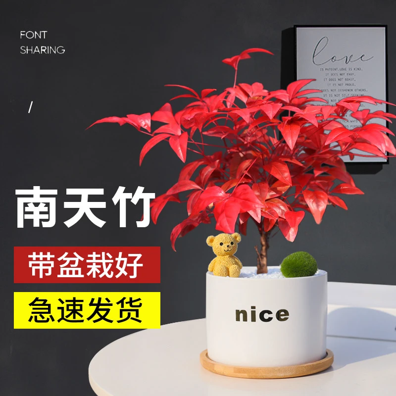火焰南天竹盆栽冬季耐寒绿植办公室桌面四季好养小植物创意小盆景