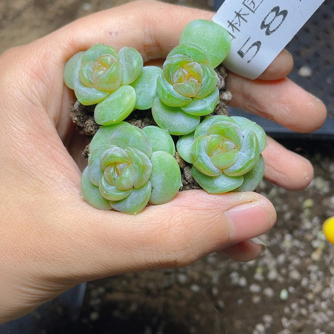 多肉植物多肉植物587