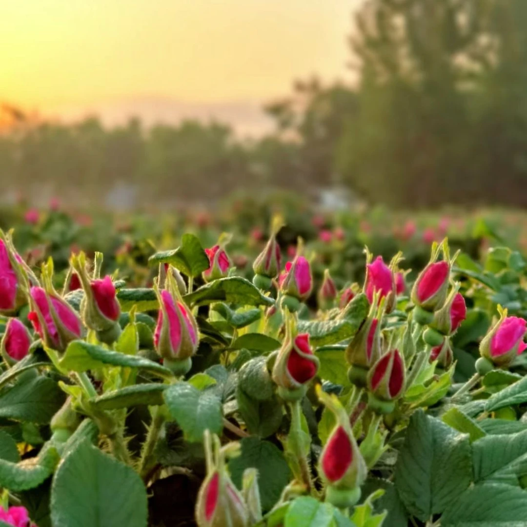老根玫瑰老桩苗平阴玫瑰 可食用玫瑰 不包成活