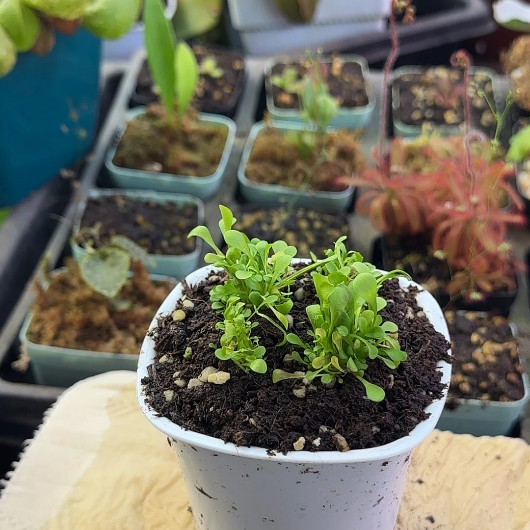 完全开放螺旋狸藻类