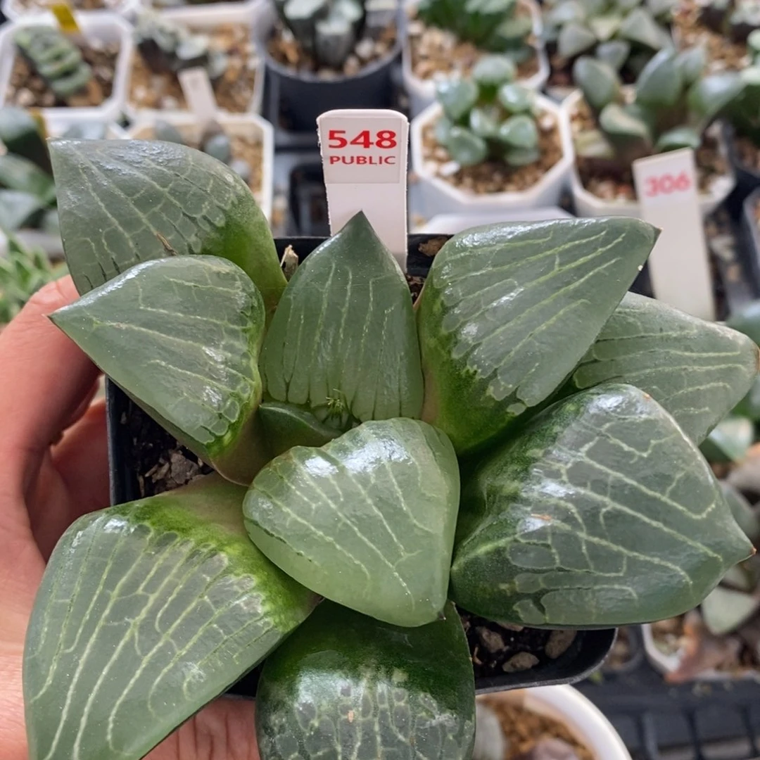 不开花植物548阿房宫