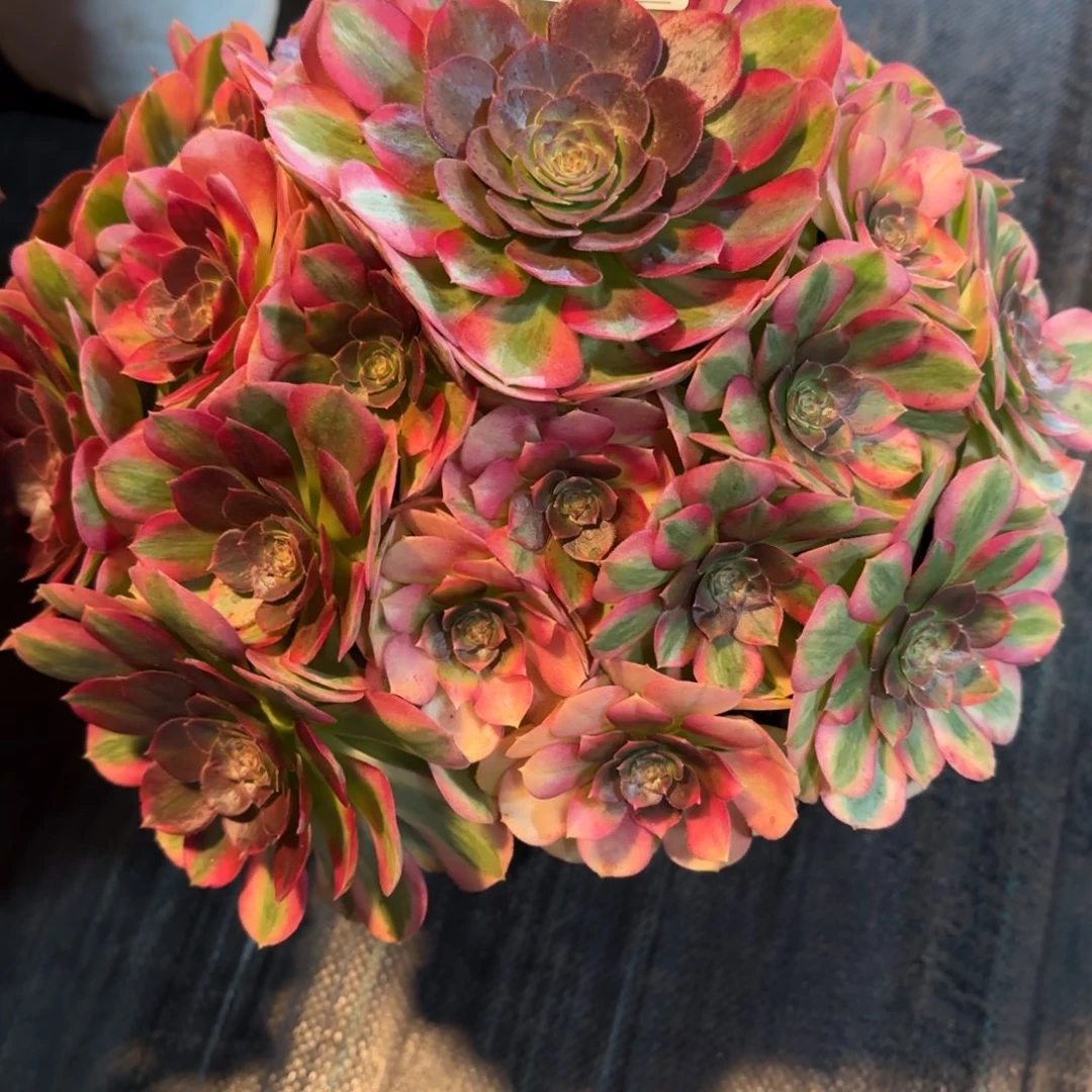 陳***姐6351多肉雨荷多肉多肉