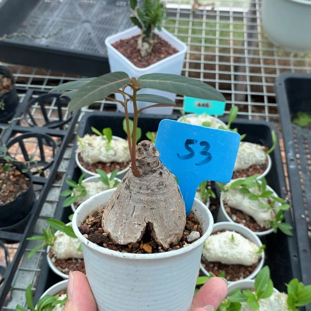 奇异油柑产地多肉植物