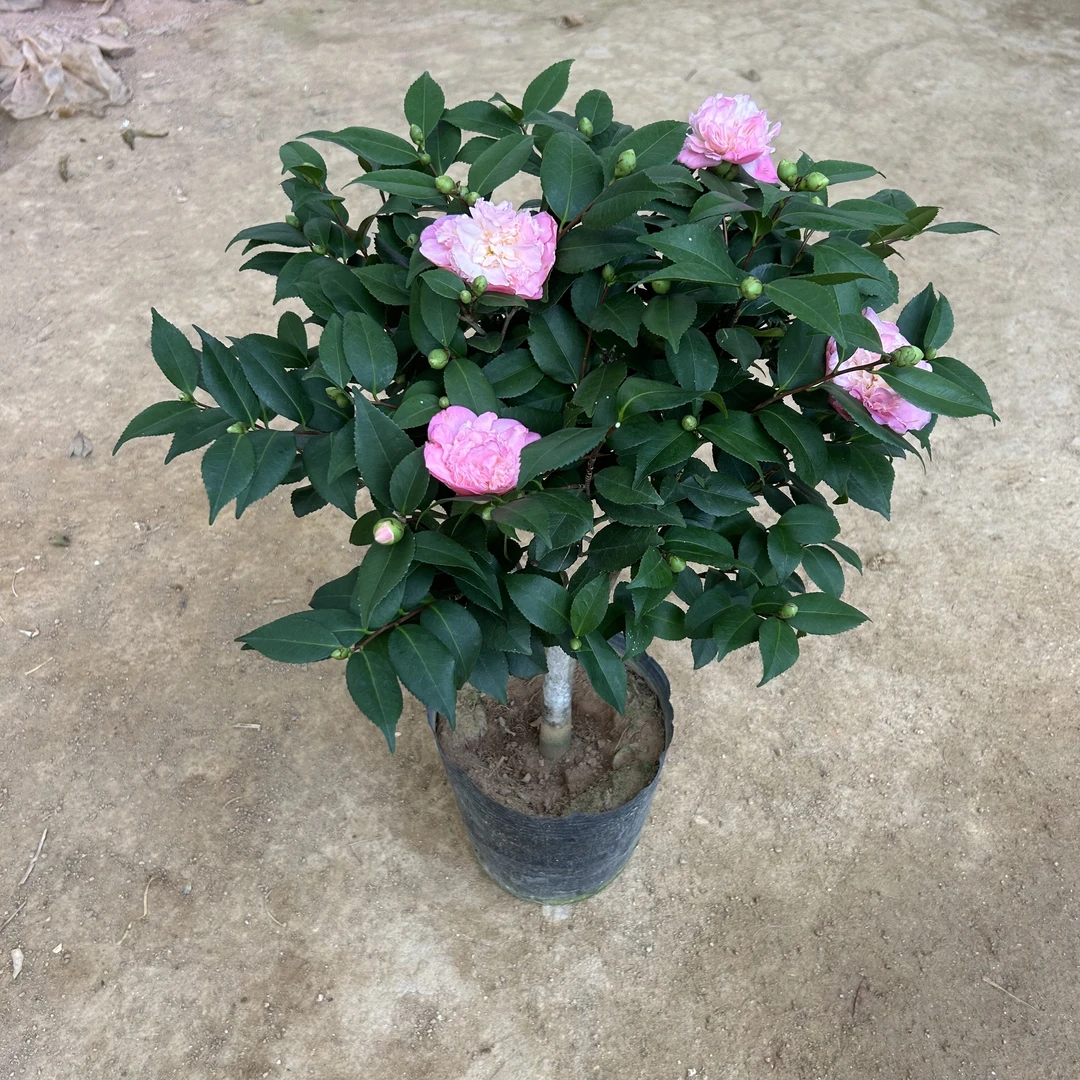 小陈，香妃78山茶花浓香型烈香花卉绿叶植物庭院阳台客厅好养盆栽