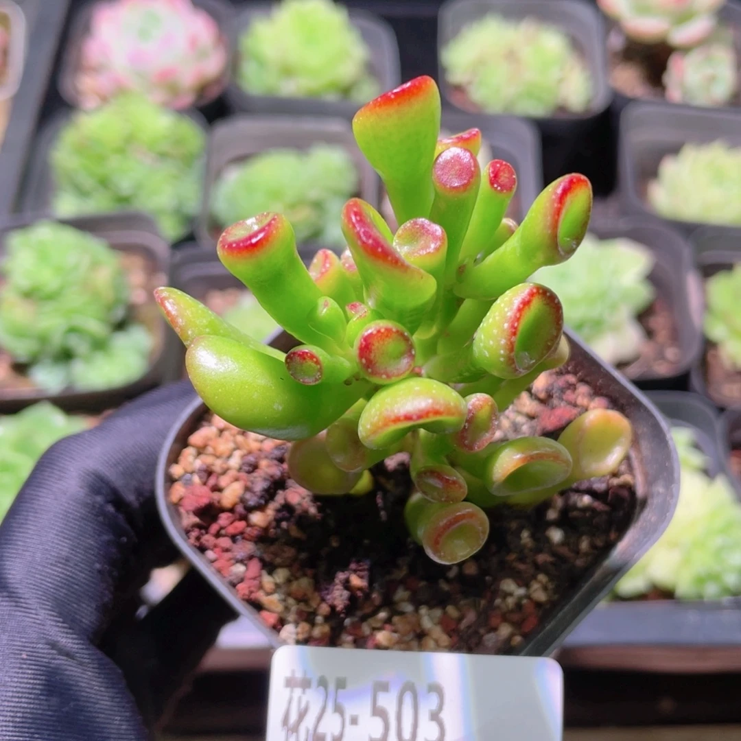 花利美25-503吸财树