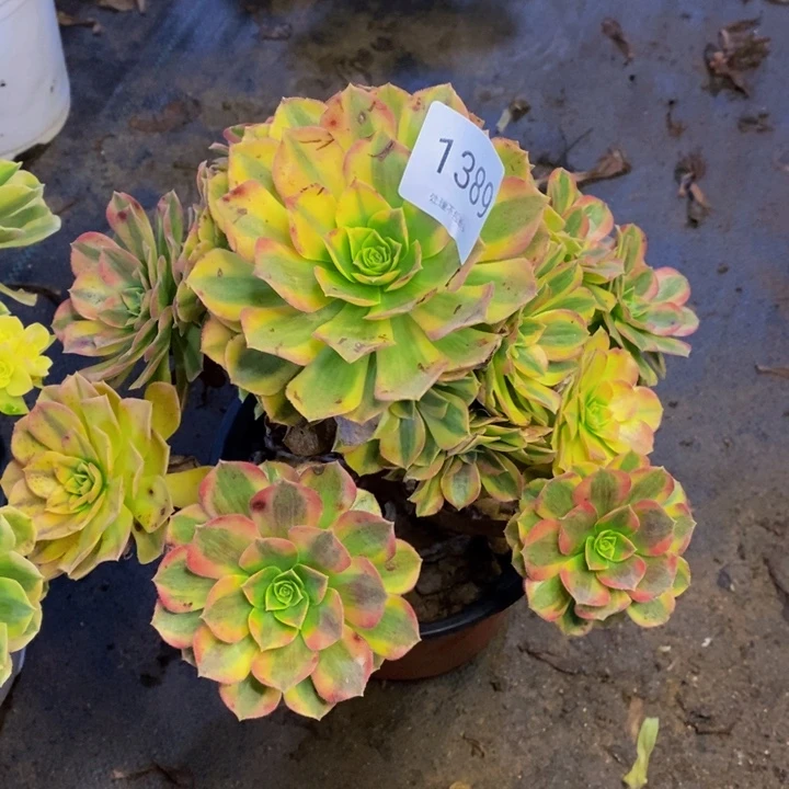 雨荷多肉断头不包1389