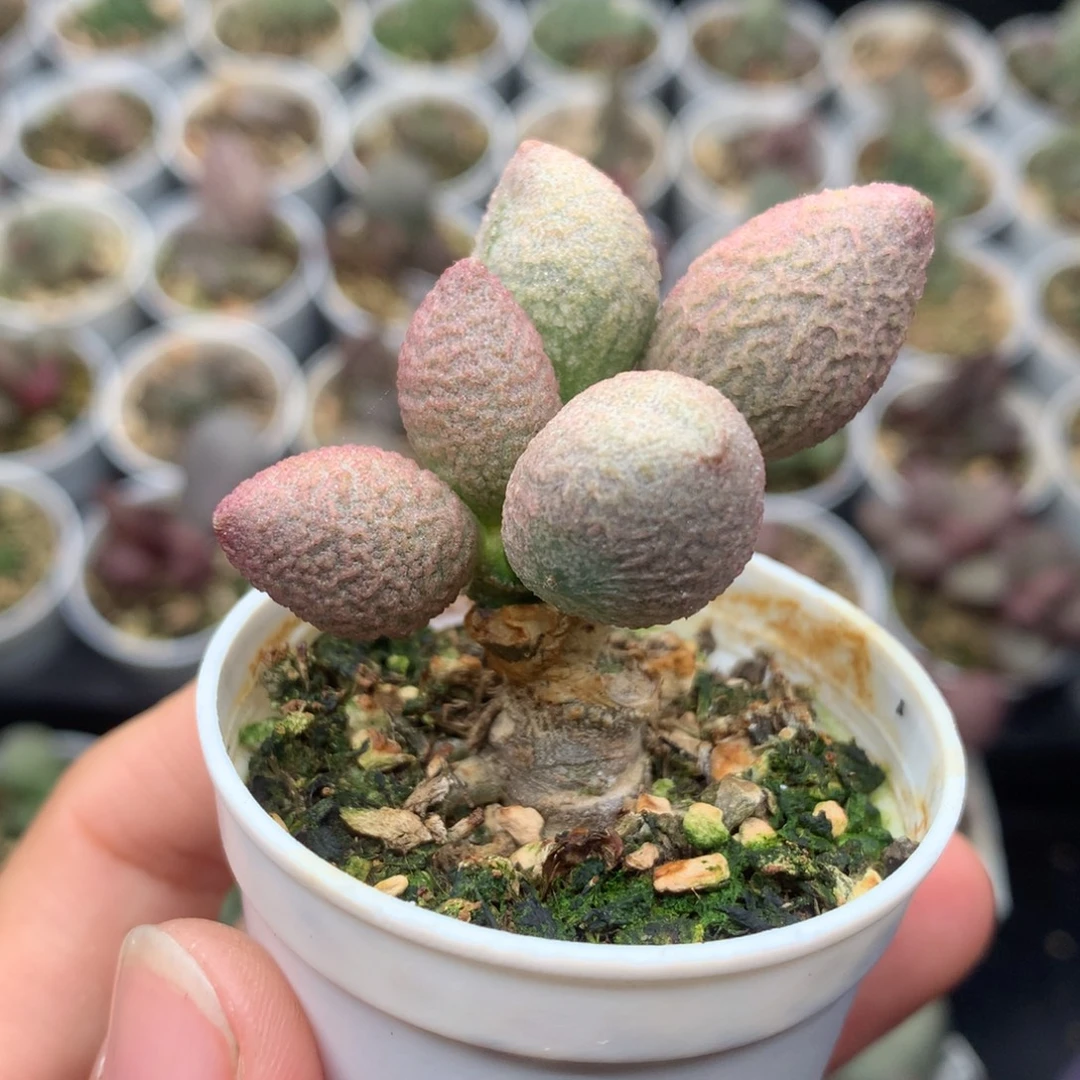 腹部小桩子一物一拍