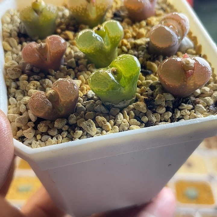 佳人园艺多肉生石花彩风铃138