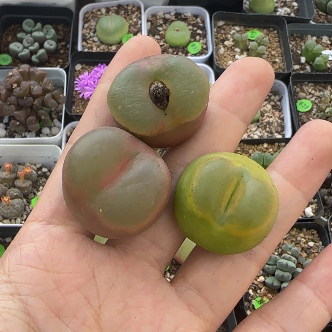 2.7-2.9（疤）多肉植物201
