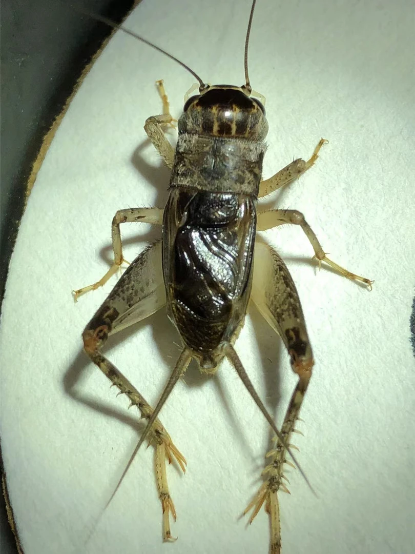 宁阳待秋鸣野生精品蟋蟀