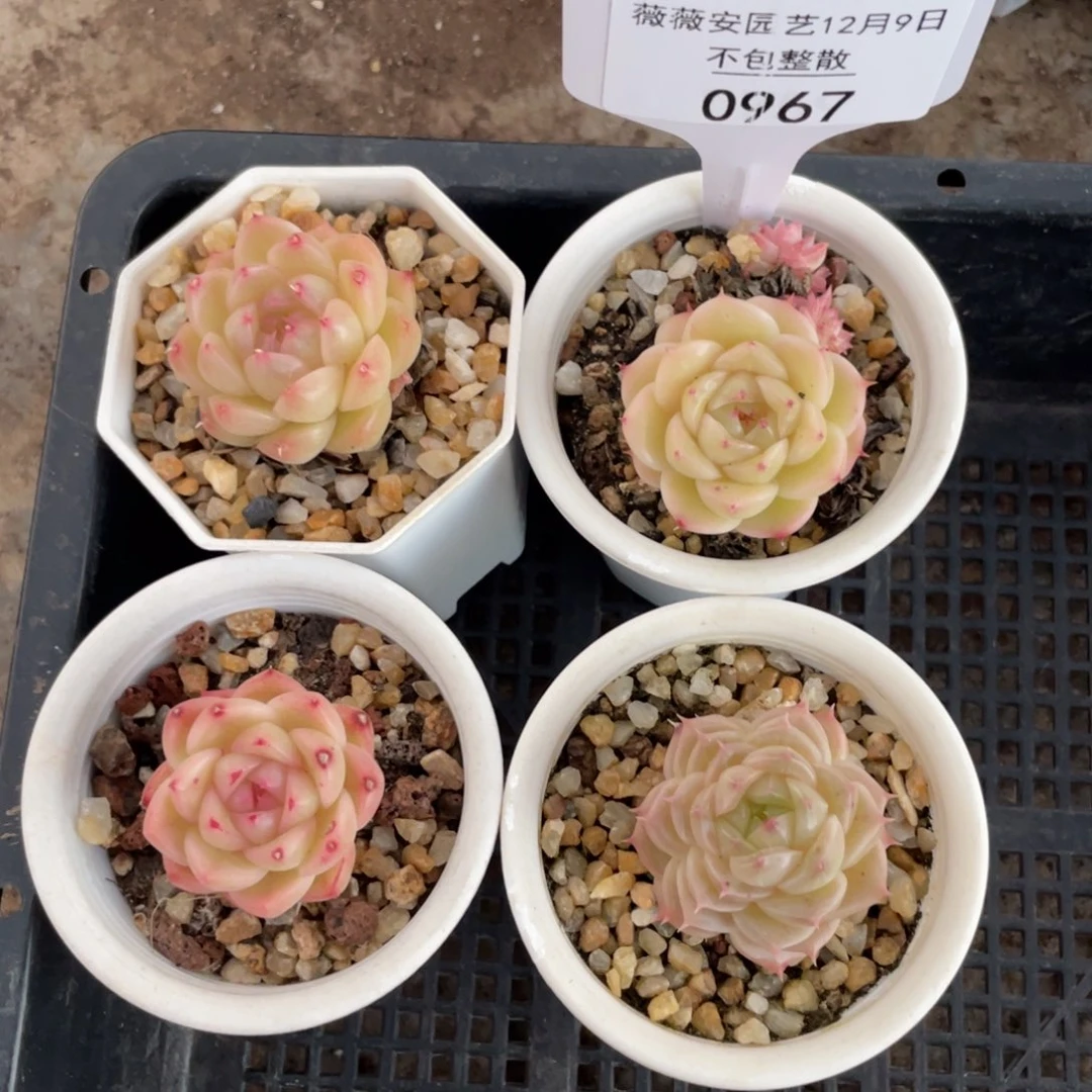 不包整散 盆子不售后0967